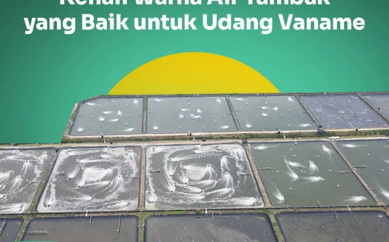 warna air tambak yang baik untuk udang vaname