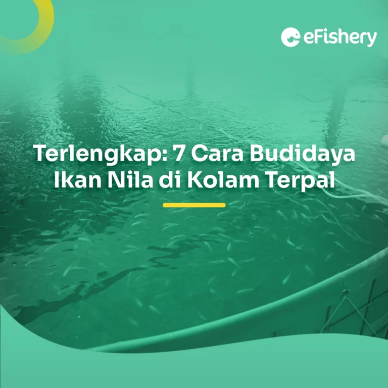 budidaya ikan nila di kolam terpal