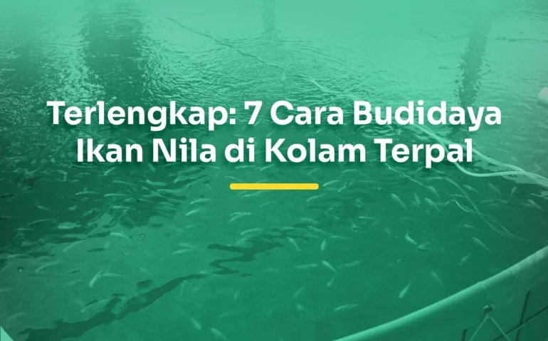 budidaya ikan nila di kolam terpal