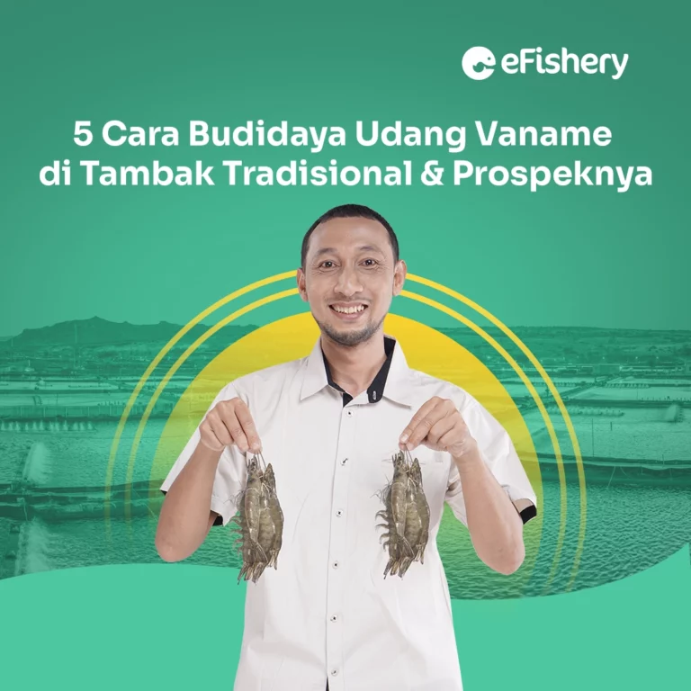 cara budidaya udang vaname di tambak tradisional