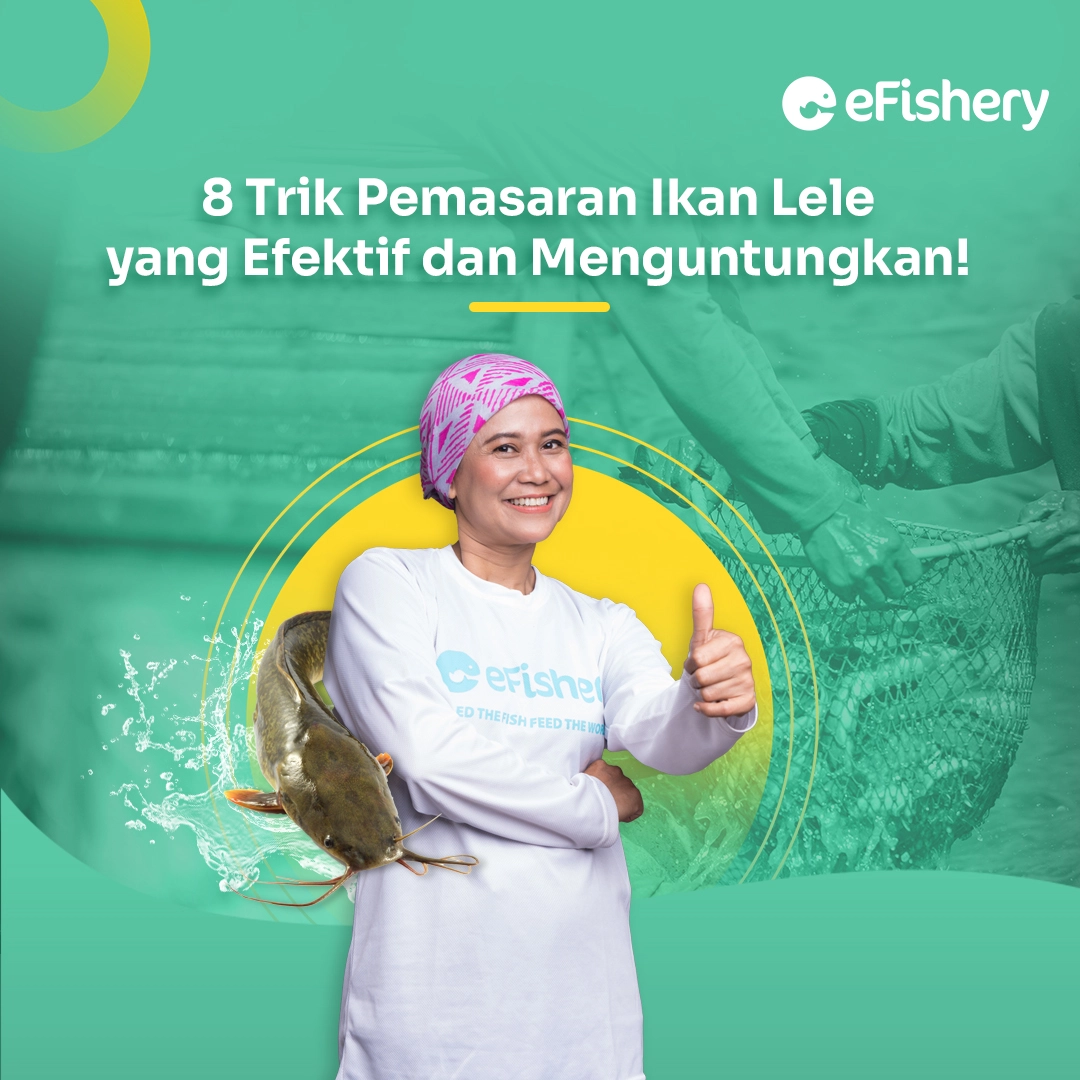 pemasaran ikan lele