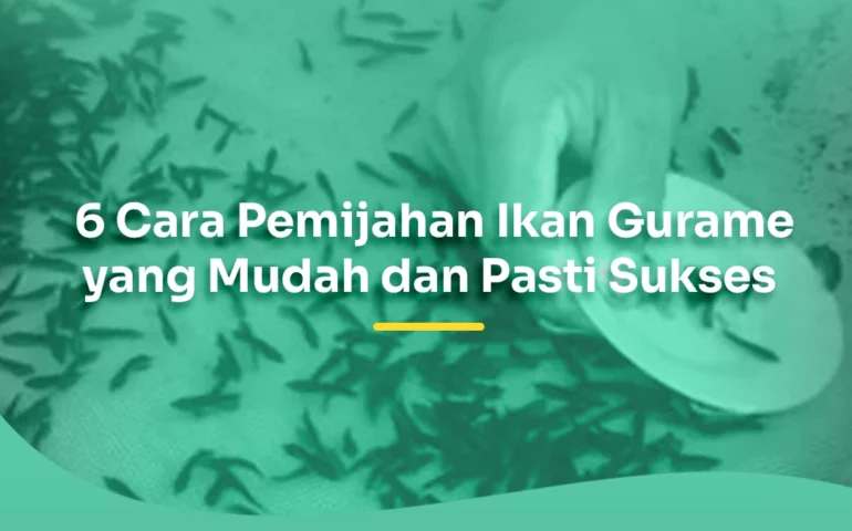 cara pemijahan ikan gurame