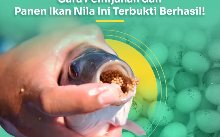 cara pemijahan ikan nila