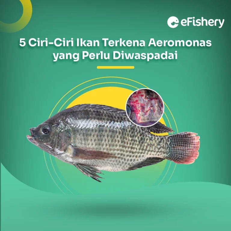 ciri ciri ikan terkena aeromonas