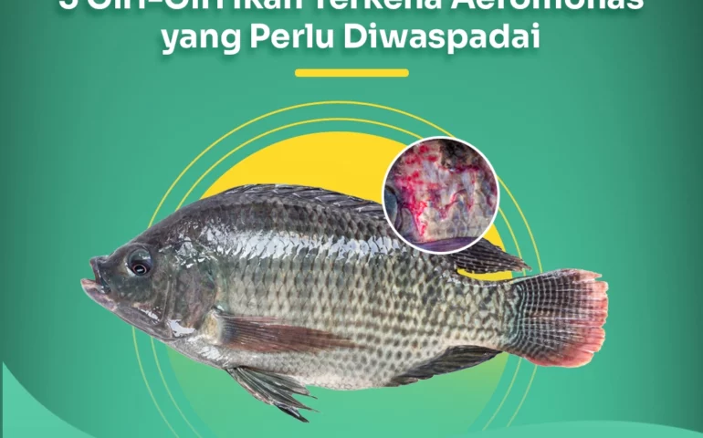 ciri ciri ikan terkena aeromonas