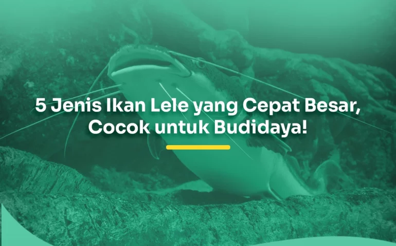 jenis ikan lele