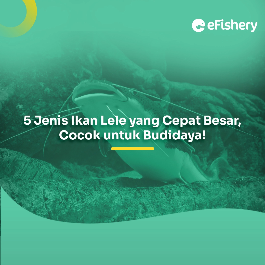 jenis ikan lele