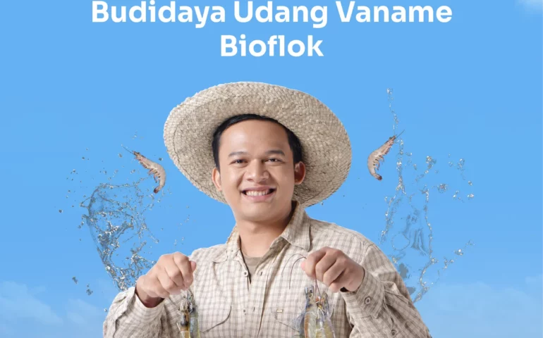 budidaya udang vaname bioflok