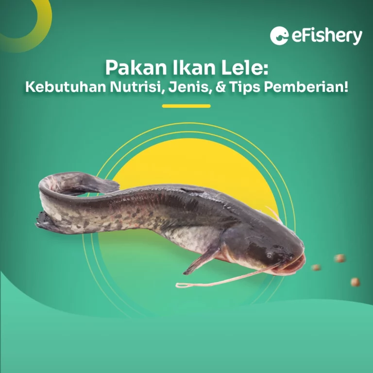 pakan ikan lele