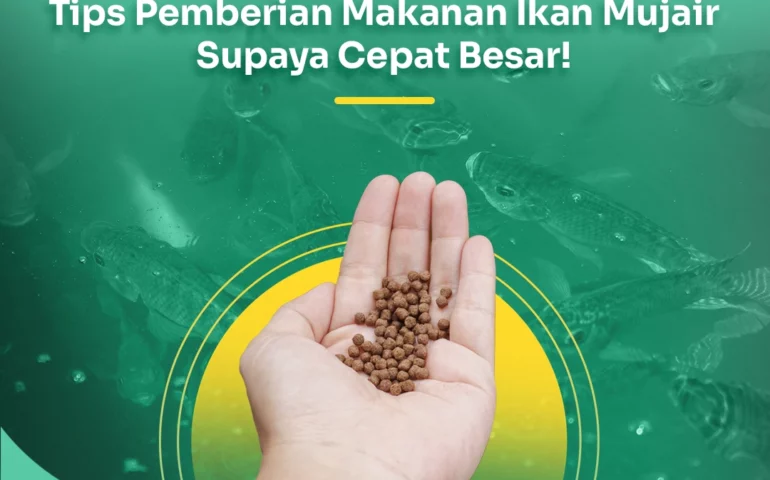 makanan ikan mujair