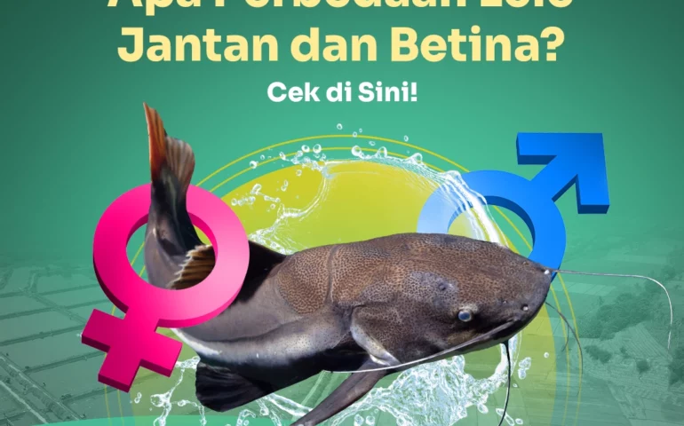 perbedaan lele jantan dan betina