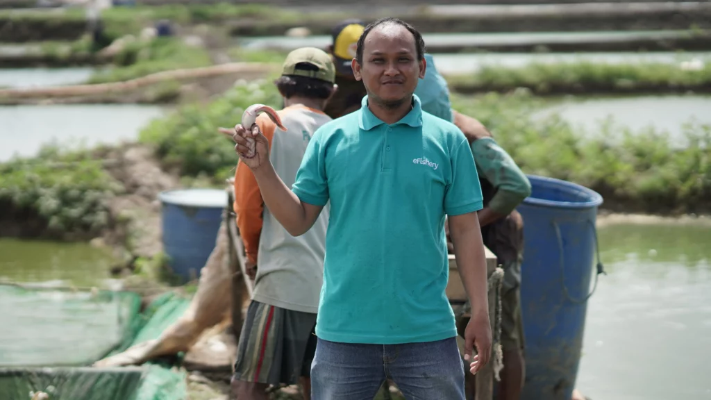 bisnis ikan lele