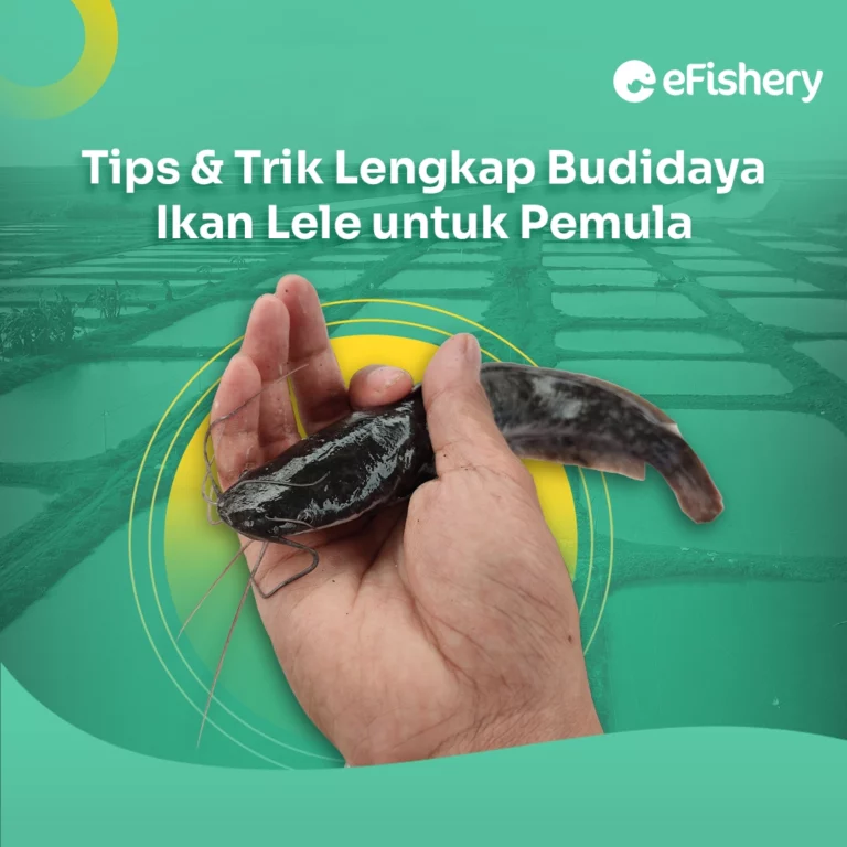 budidaya ikan lele