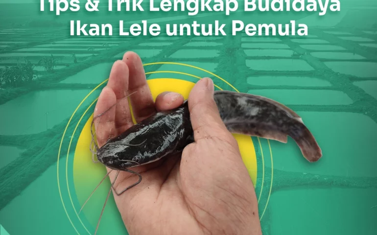 budidaya ikan lele