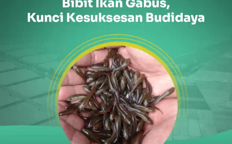 bibit ikan gabus