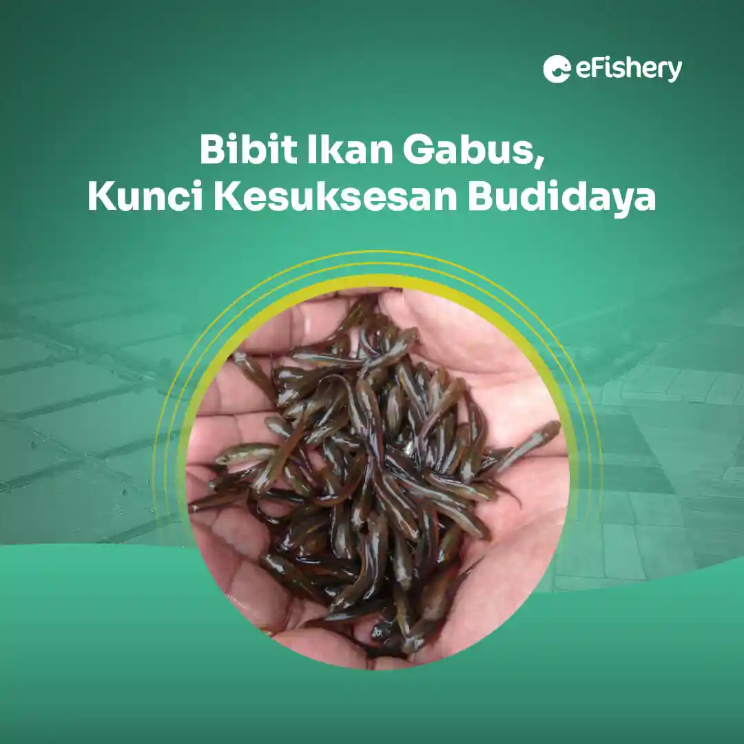 bibit ikan gabus