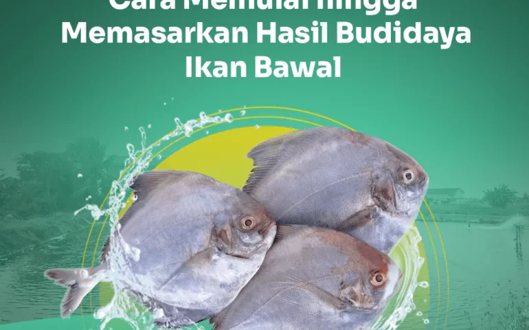 budidaya ikan bawal