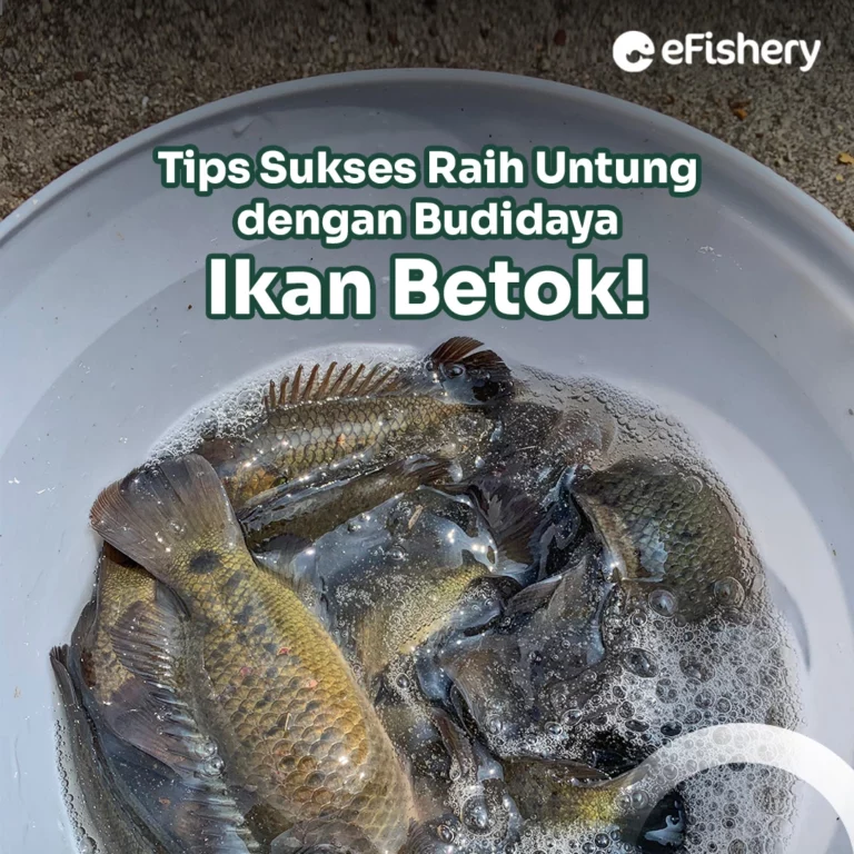 budidaya ikan betok