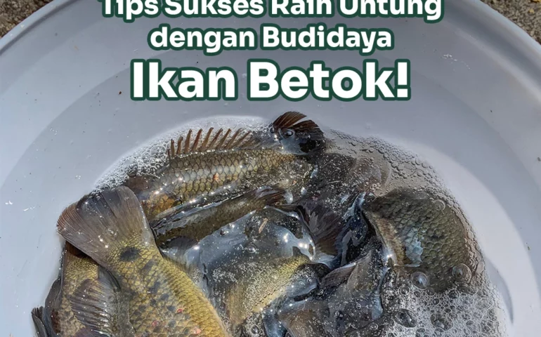 budidaya ikan betok