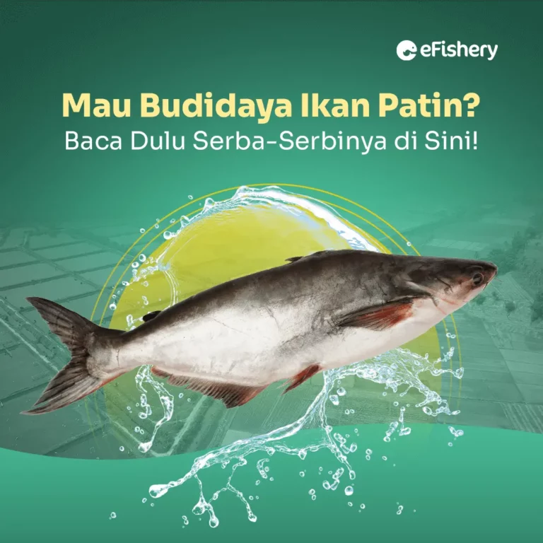 budidaya ikan patin