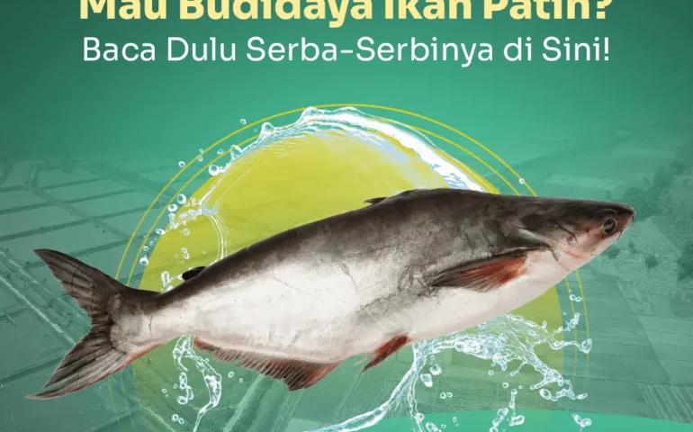 budidaya ikan patin