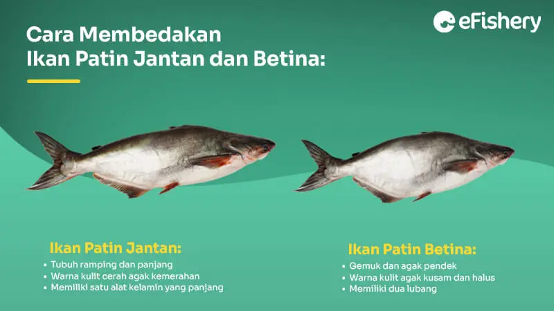 cara membedakan ikan patin jantan dan betina