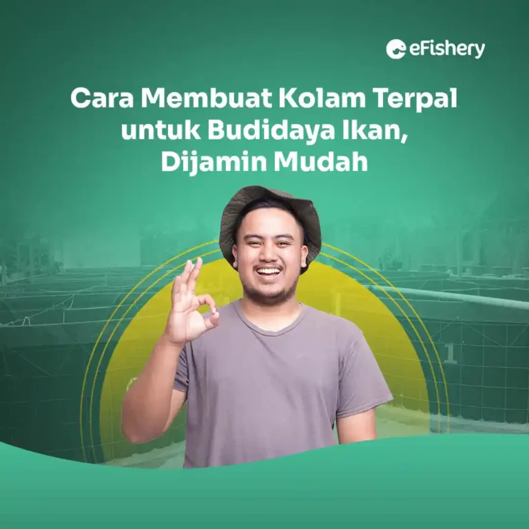 cara membuat kolam terpal