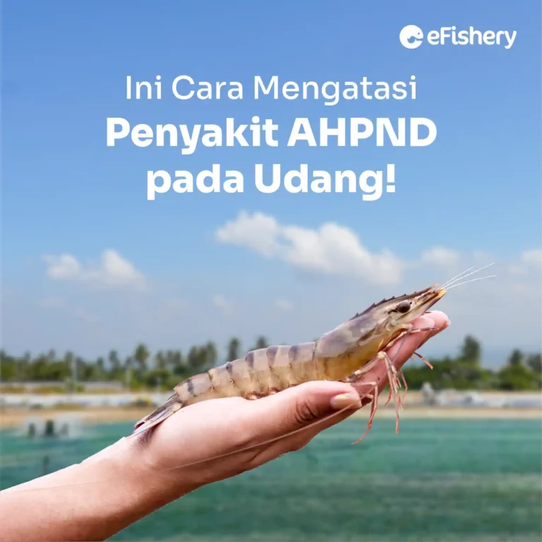 cara mengatasi ahpnd