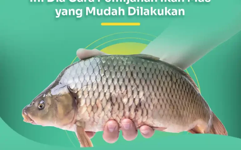 cara pemijahan ikan mas