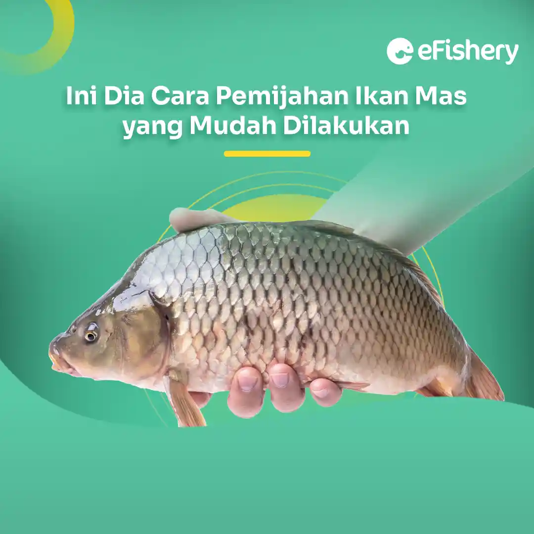 cara pemijahan ikan mas