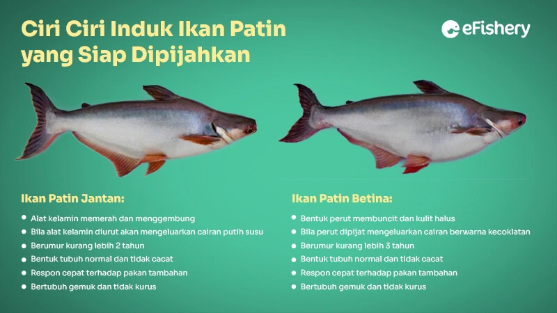 ciri ciri ikan patin siap dipijahkan