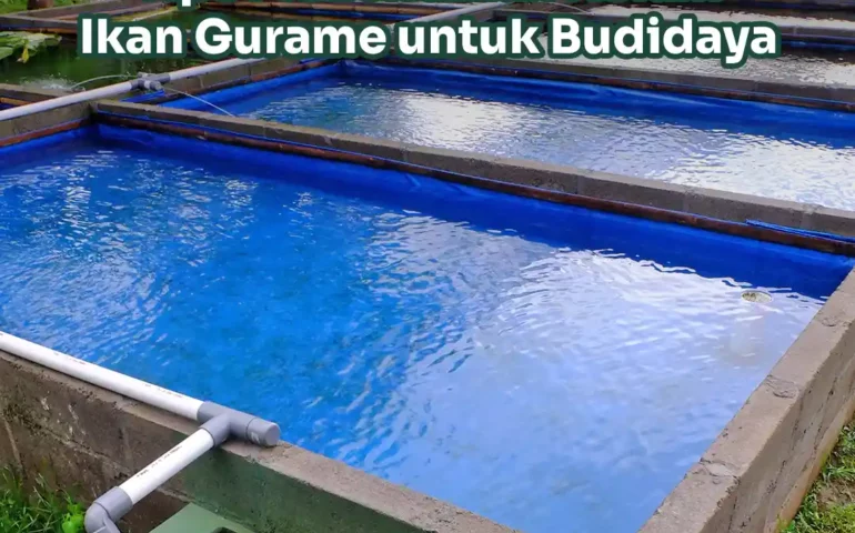 kolam ikan gurame