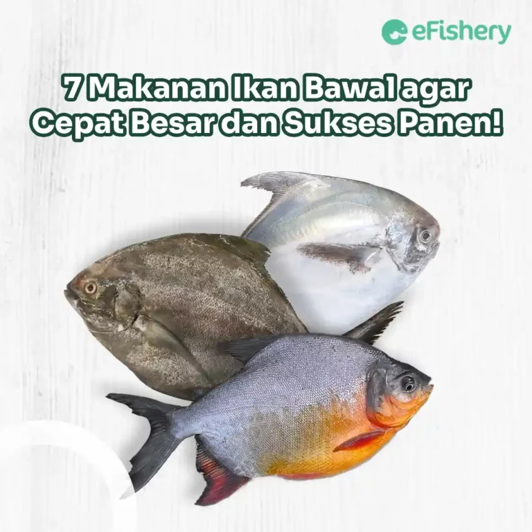 makanan ikan bawal