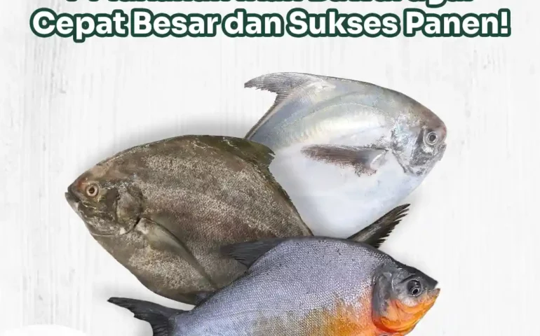 makanan ikan bawal