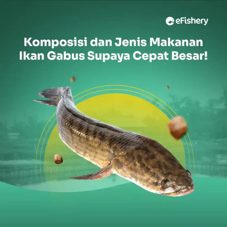 makanan ikan gabus