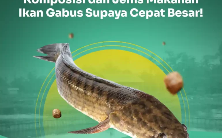 makanan ikan gabus