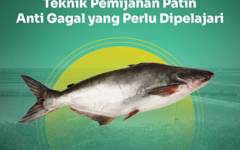 teknik pemijahan ikan patin