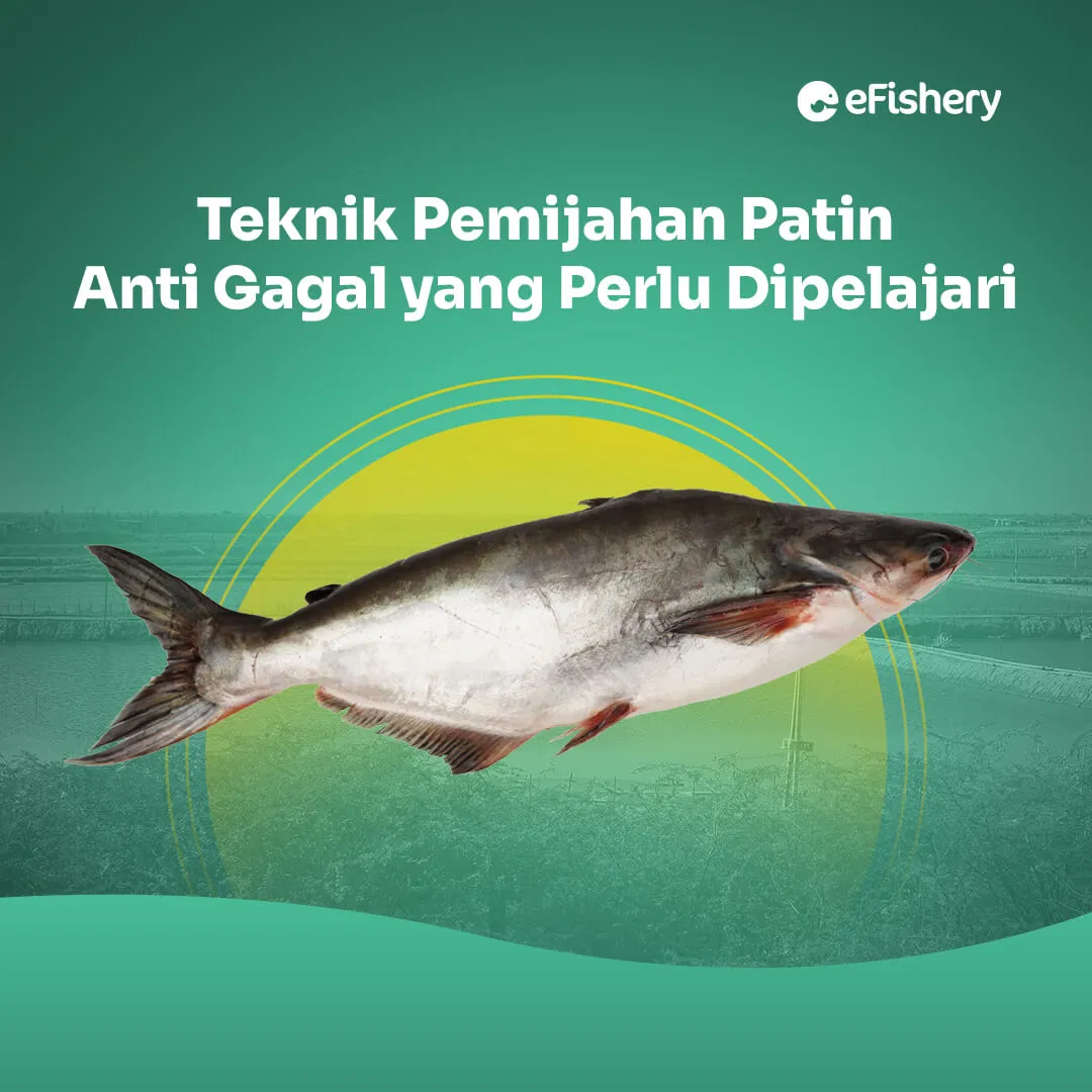 teknik pemijahan ikan patin