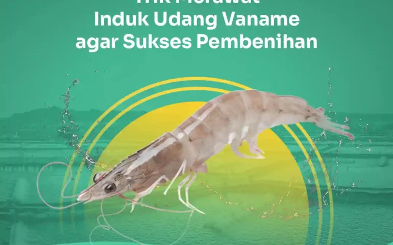 induk udang vaname