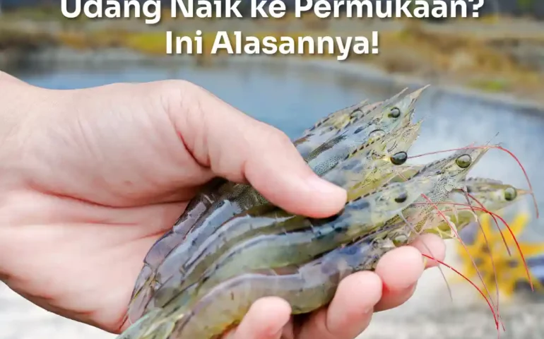 udang naik ke permukaan