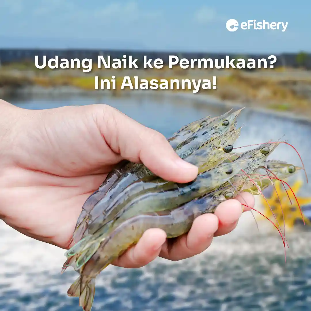 udang naik ke permukaan