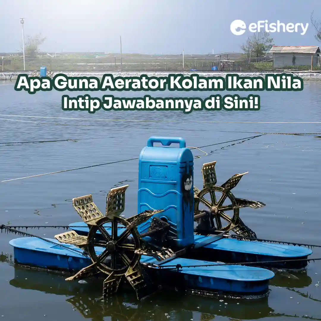 aerator kolam ikan nila