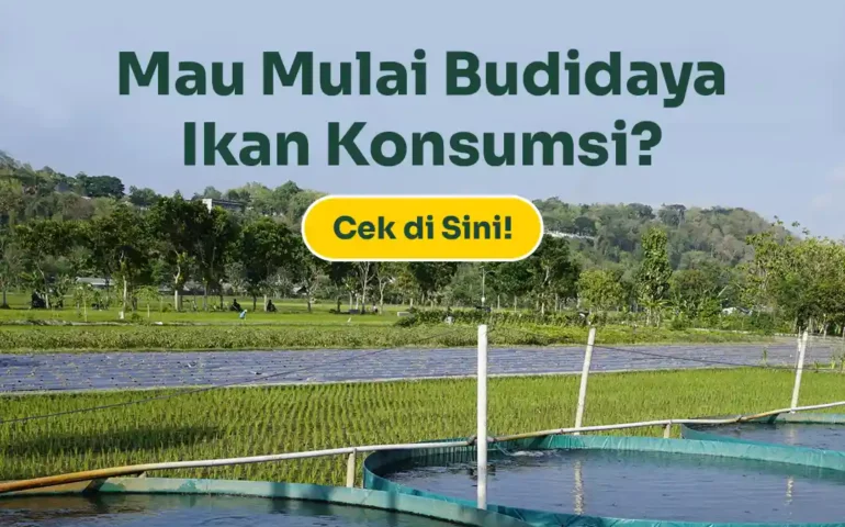 budidaya ikan konsumsi