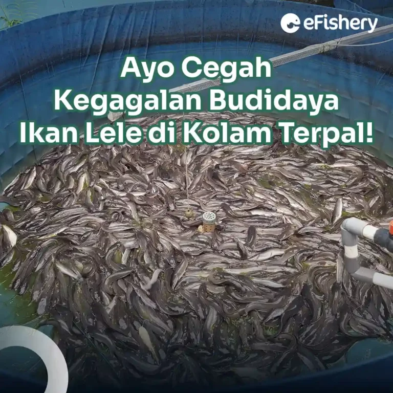 budidaya ikan lele di kolam terpal