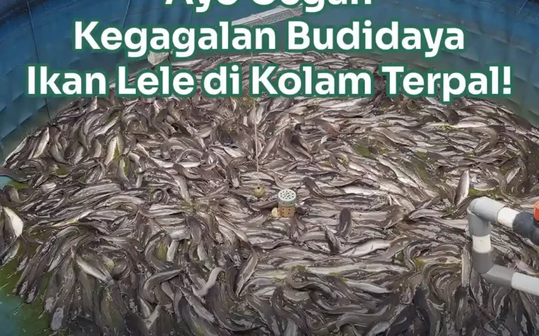 budidaya ikan lele di kolam terpal