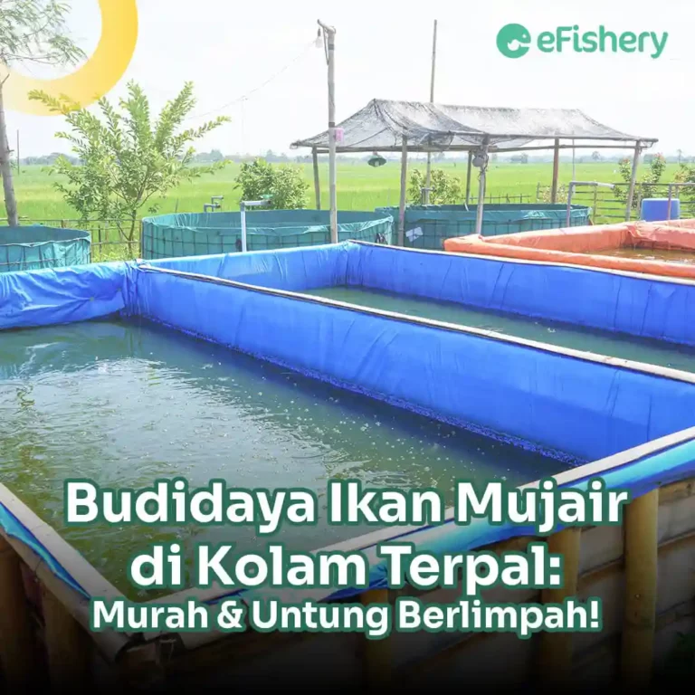 budidaya ikan mujair di kolam terpal