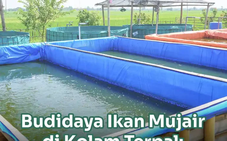 budidaya ikan mujair di kolam terpal