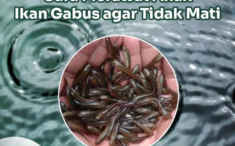 anak ikan gabus