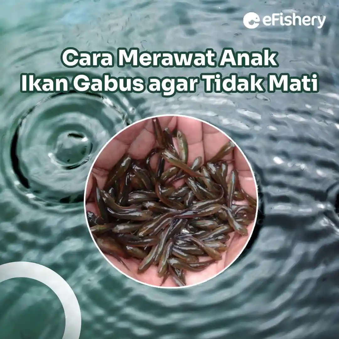 anak ikan gabus