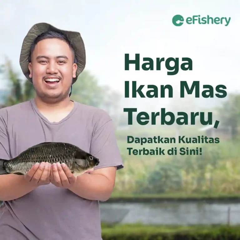 harga ikan mas